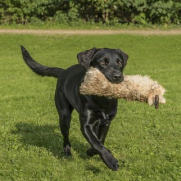 Jagen, nein danke - Anti-Jagd-Training kl