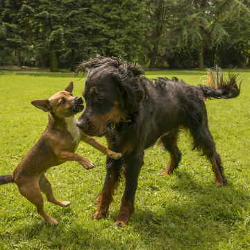 Koerpersprache und Kommunikation - Beobachtungstraining